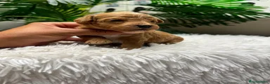 Maltipoo 1