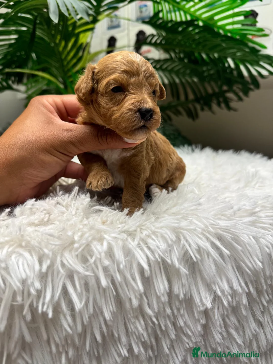 Maltipoo perros en venta: MALTIPOO-75%CANICHE/25%BICHON MALTES - Anuncio 14