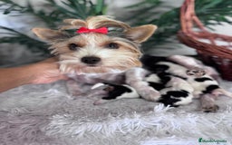 Yorkshire Terrier perros en venta: YORKSHIRE TERRIER BIEWER - Imagen 1
