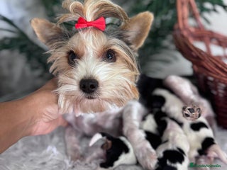 Yorkshire Terrier perros - Anuncio 3