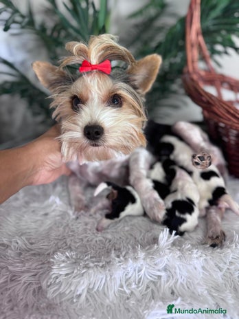 Yorkshire Terrier perros - Anuncio 1