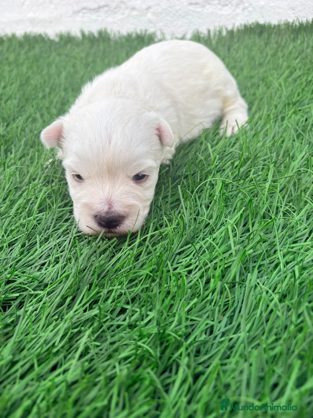 West Highland White Terrier perros en venta: West Highland White Terrier en Madrid - Anuncio 2