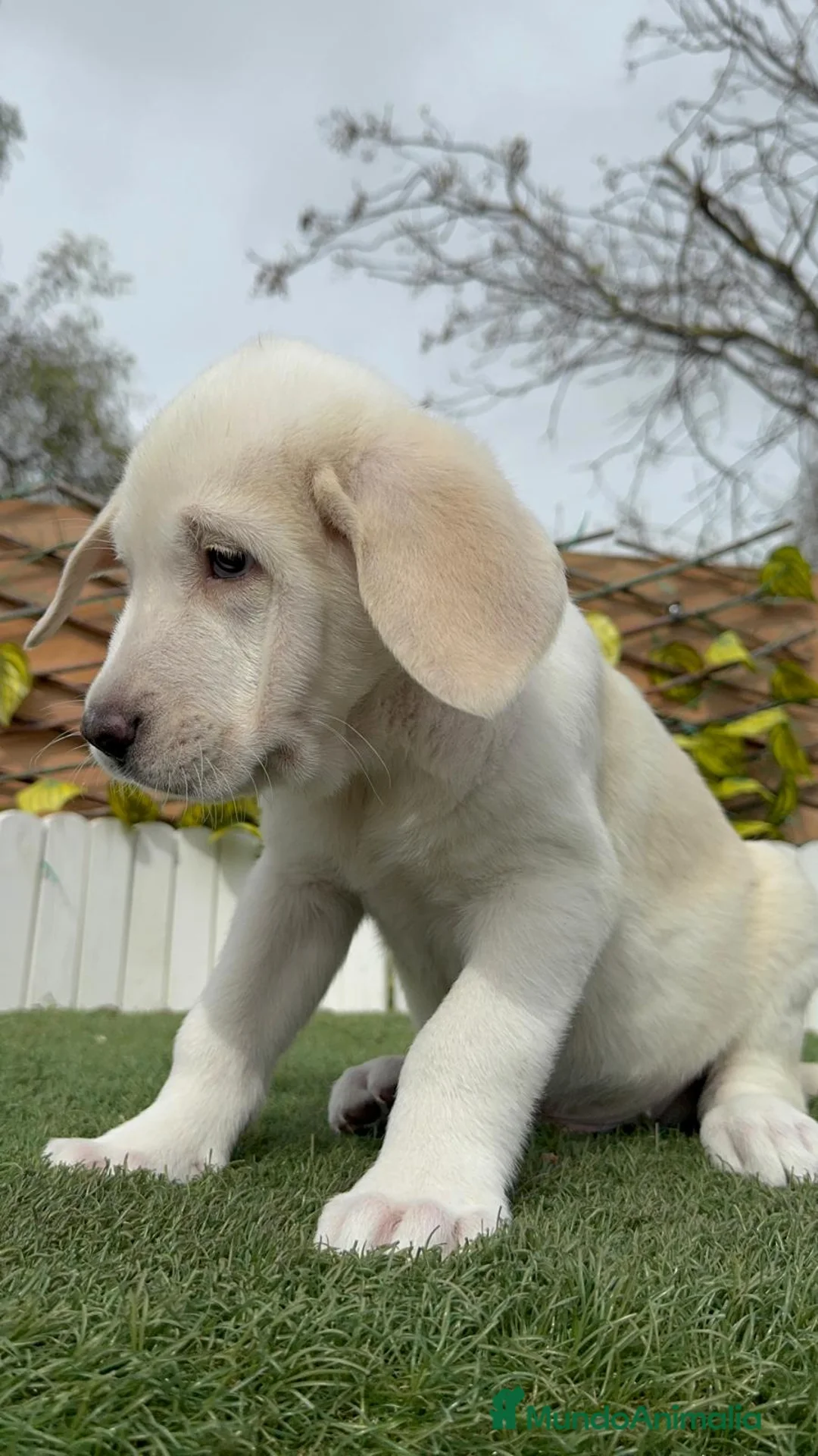 Mastín Español perros en venta: MASTIN ESPAÑOL - Anuncio 2