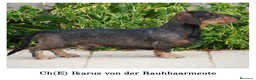 Teckel perros en venta: Camada de Teckel Standard de Pelo duro - Anuncio 11