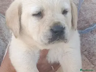 Labrador Retriever perros Labrador retriever dorado - Anuncio 2