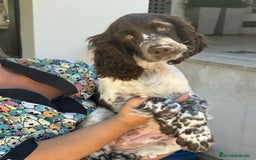 English Springer Spaniel perros en venta: Cachorros Springer Spaniel Inglés bco/hígado. - Imagen 8