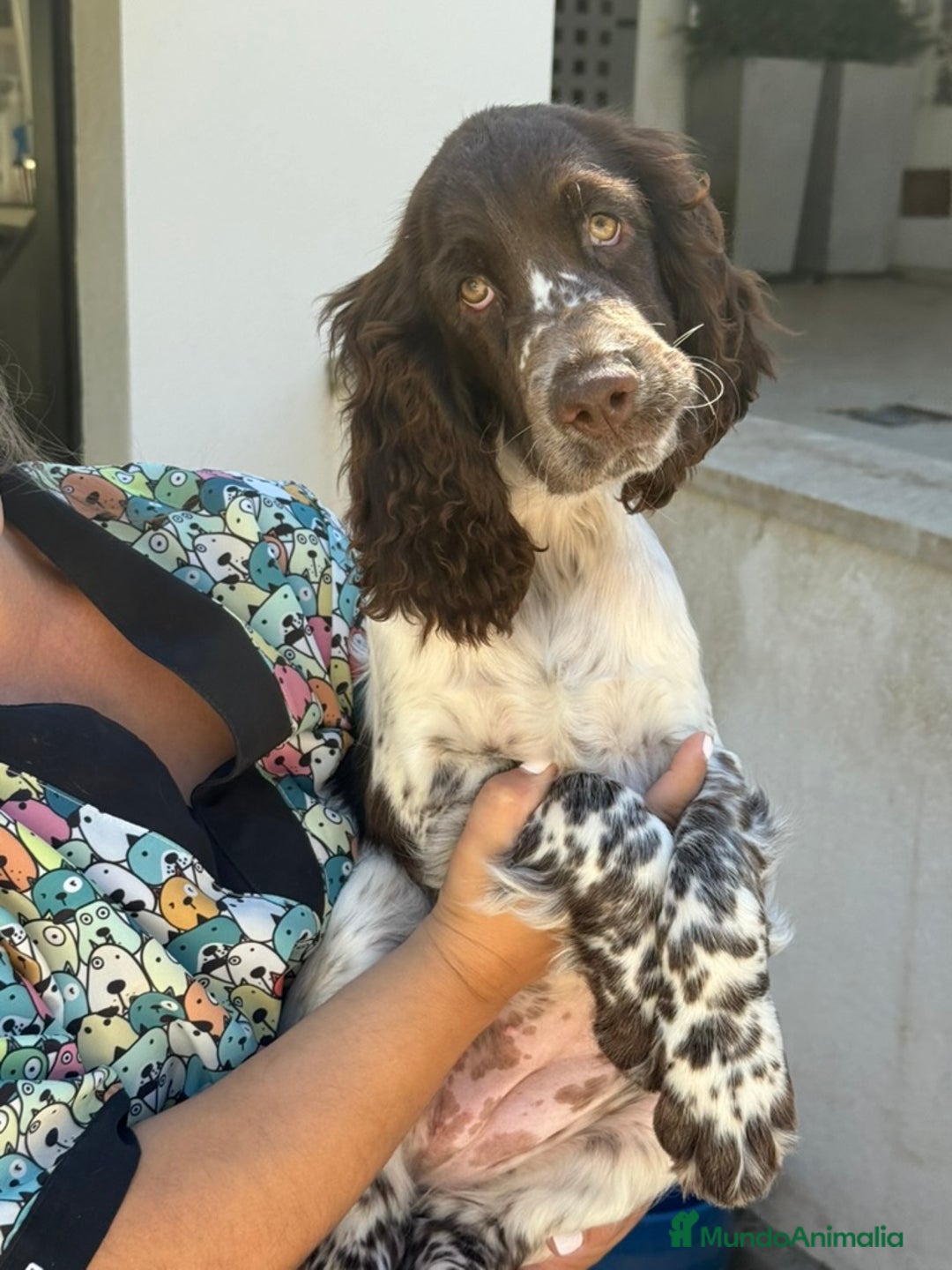 English Springer Spaniel perros en venta: Cachorros Springer Spaniel Inglés bco/hígado. - Imagen 8
