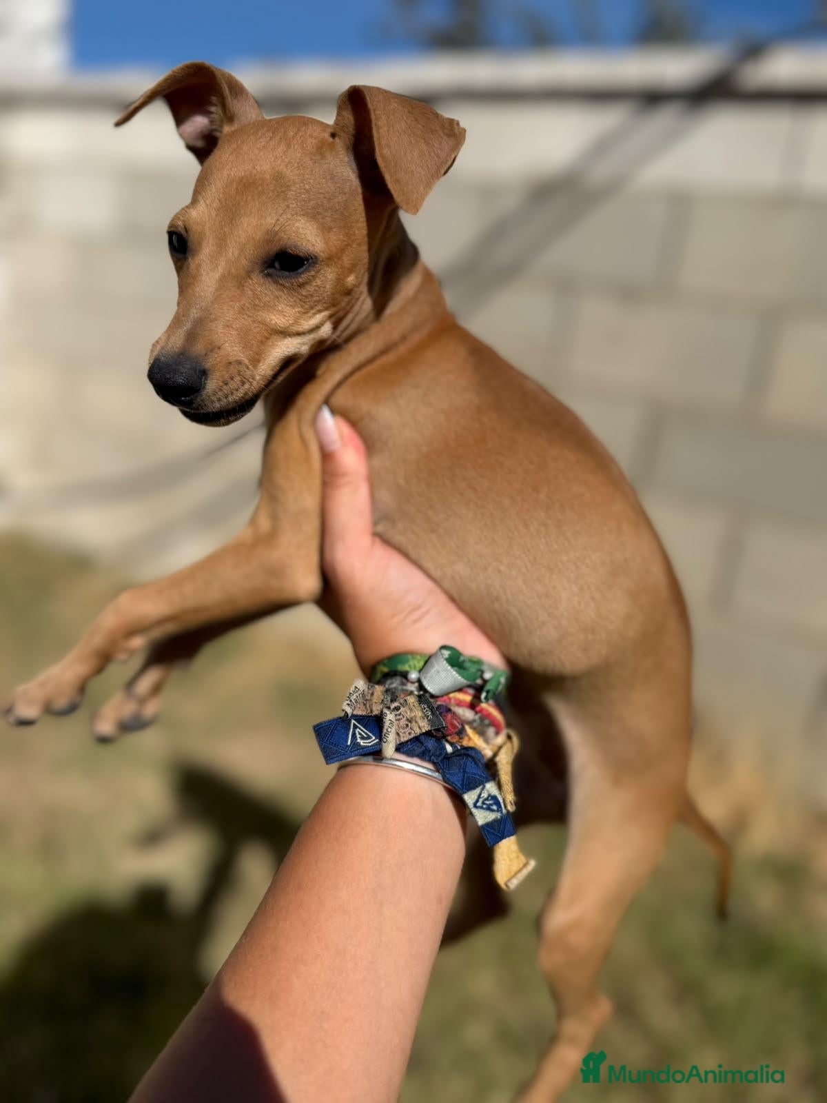Whippet perros Whippet hembras de calidad  - Anuncio 5