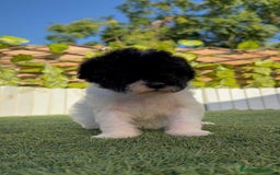 Perro de Agua Español perros en venta: PERRO DE AGUA HEMBRA - Imagen 9