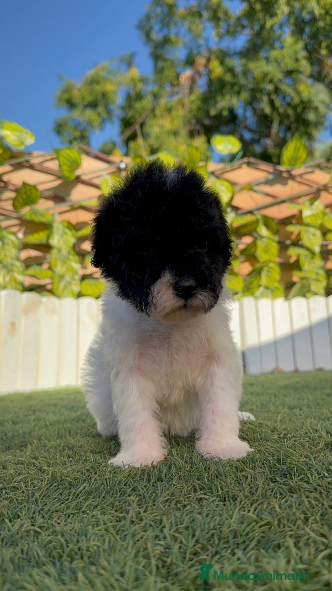 Perro de Agua Español perros en venta: PERRO DE AGUA HEMBRA - Imagen 9