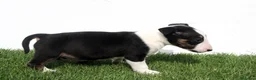 Bull Terrier perros en venta: Bull Terrier  - Anuncio 17