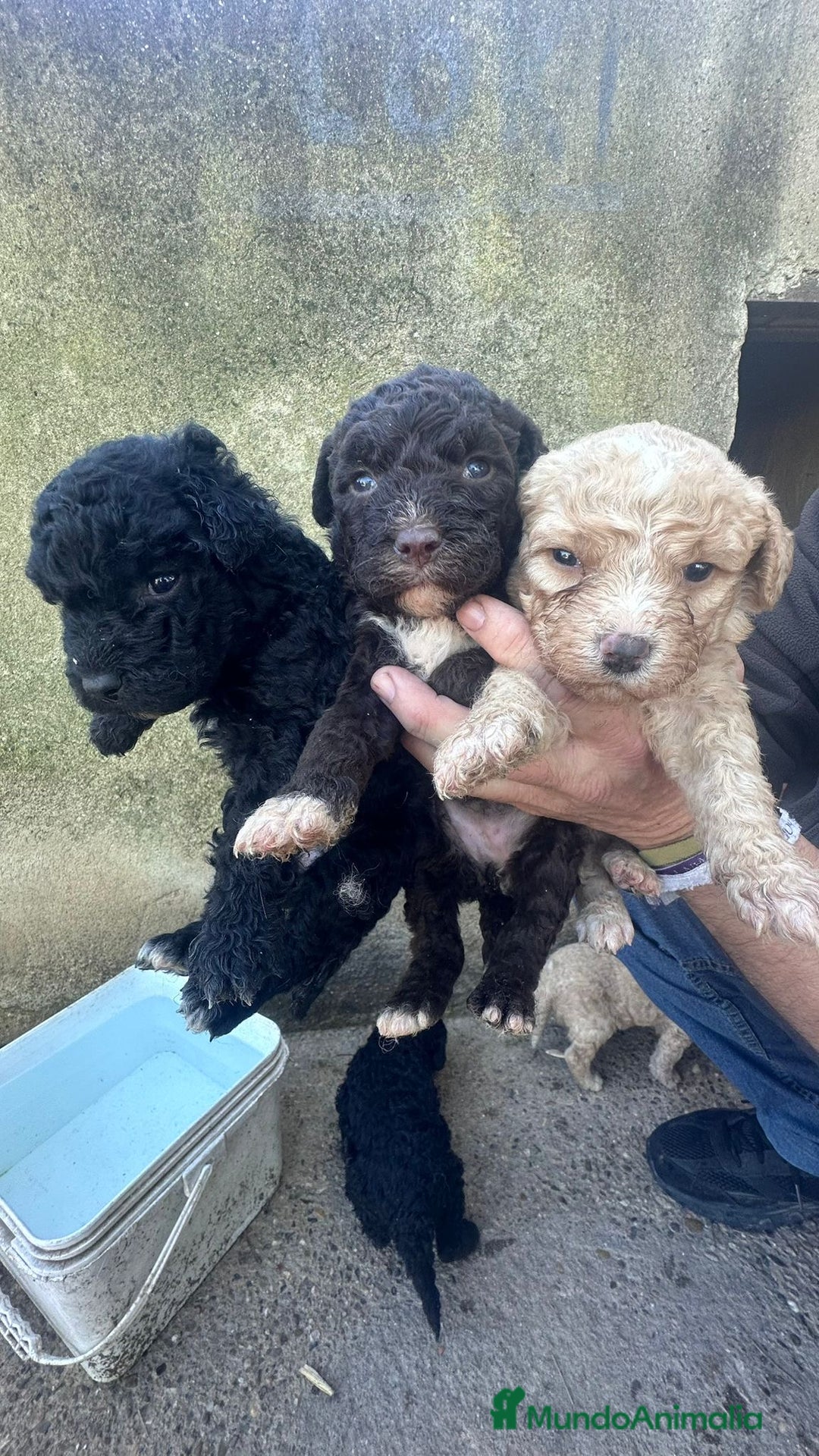 Perro de Agua Español perros en venta: PERRO DE AGUA ESPAÑOL - Anuncio 8