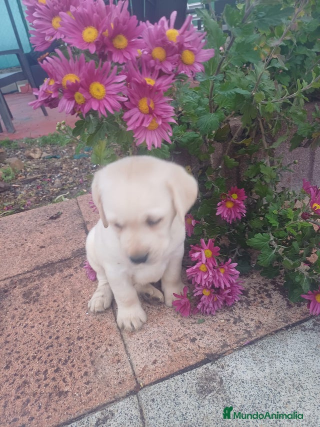 Labrador Rdorado Labrador retriever dorado en venta en Barcelona | MundoAnimalia