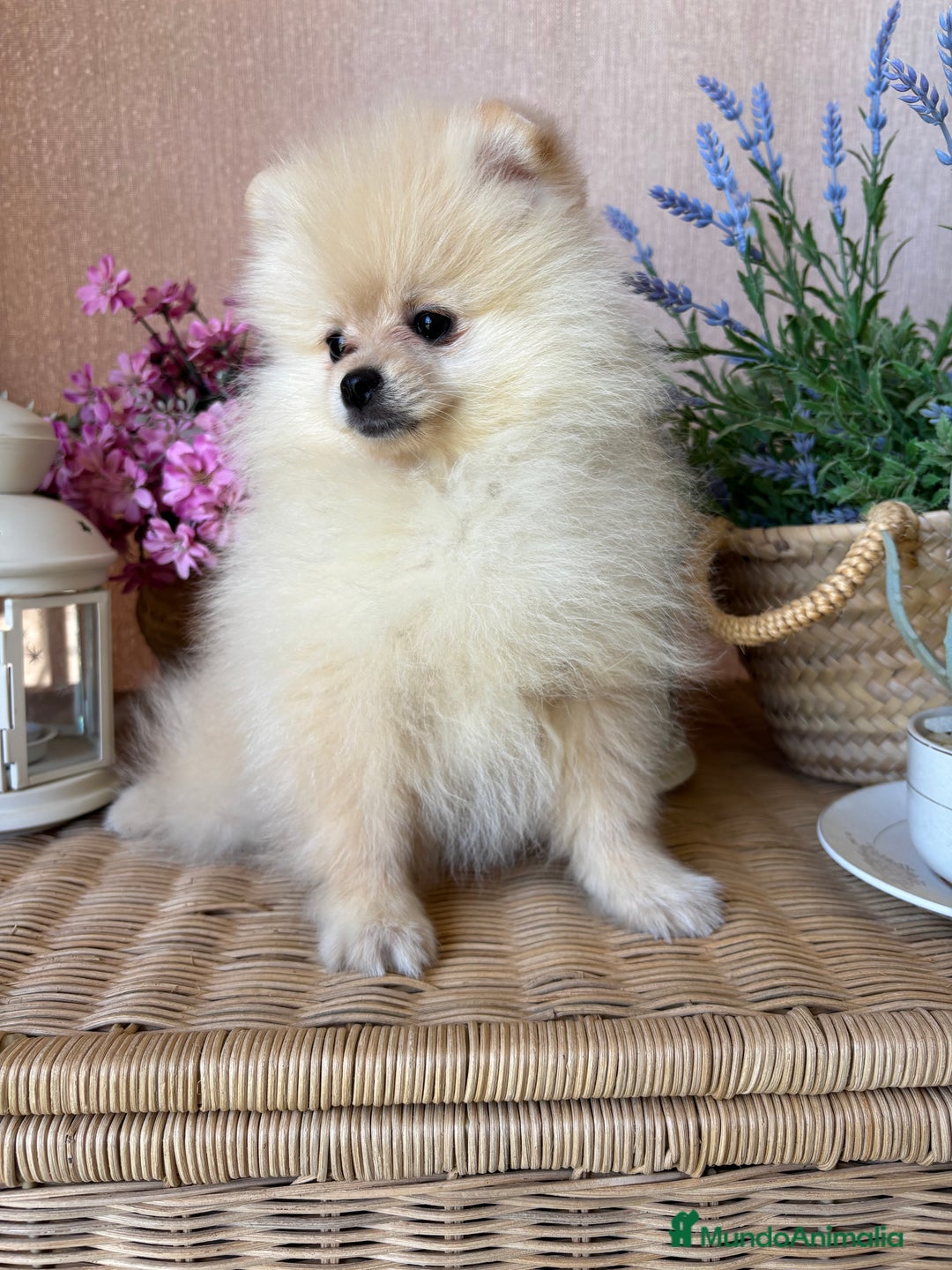 Pomerania perros en venta: Pomerania muy bonito listo para entregar!! - Imagen 1