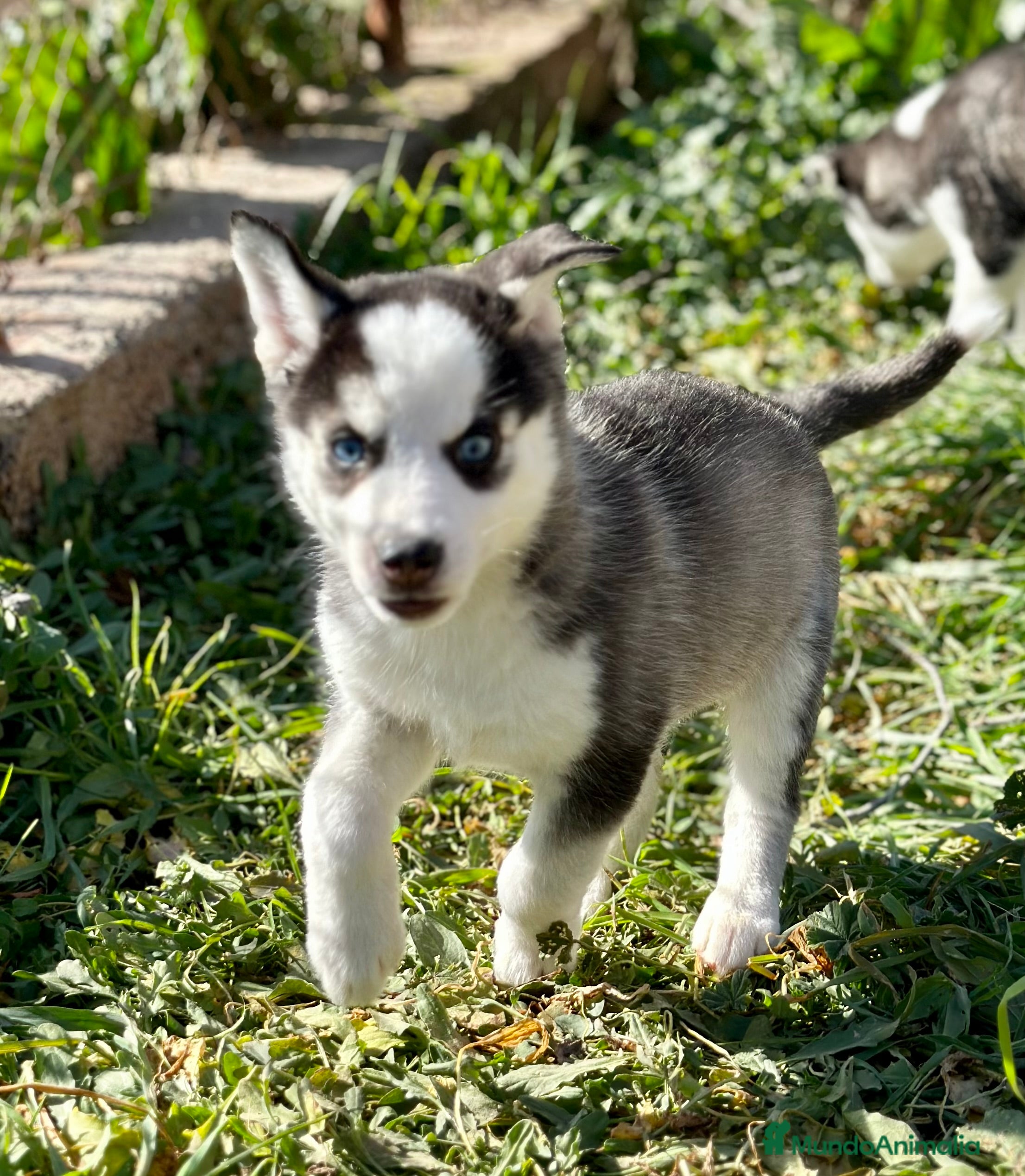 Husky Siberiano perros HUSKY NEGRA OJOS AZULES ESPECTACULAR en Barcelona - Anuncio 9