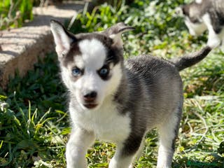 Husky Siberiano perros HUSKY NEGRA OJOS AZULES ESPECTACULAR en Barcelona - Anuncio 13