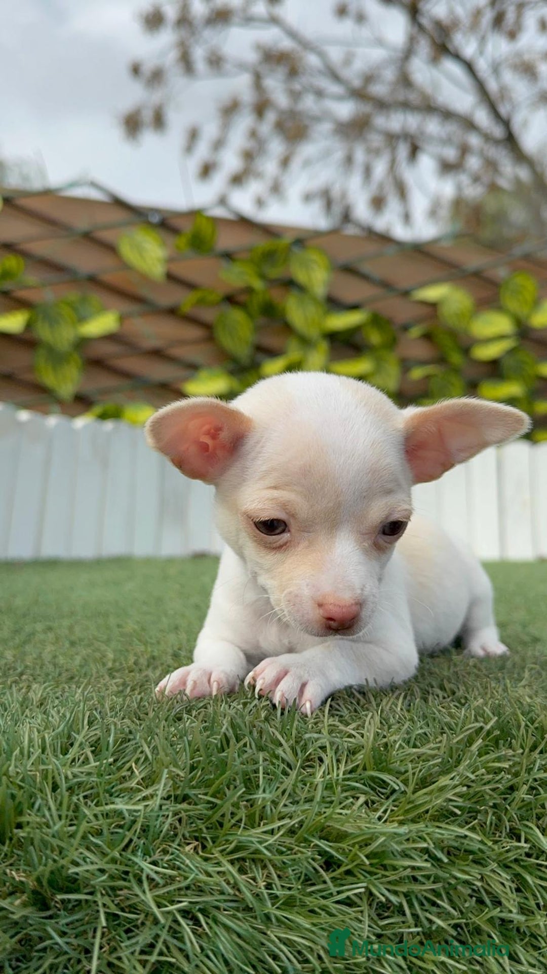 Chihuahua perros en venta: CHIHUAHUA MACHO - Anuncio 9