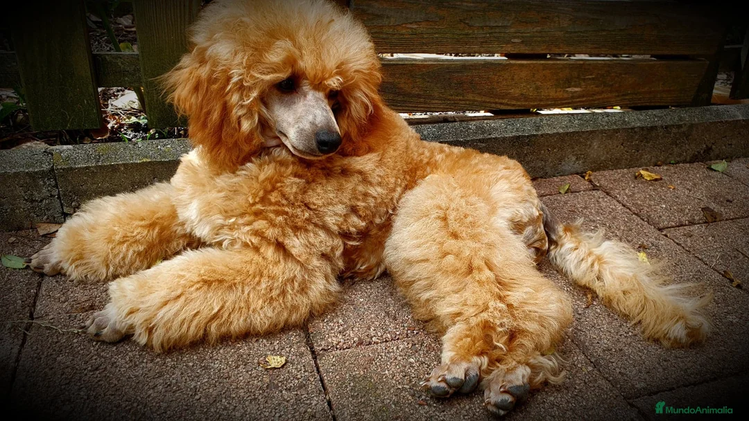 Imagen de galería {{count}}