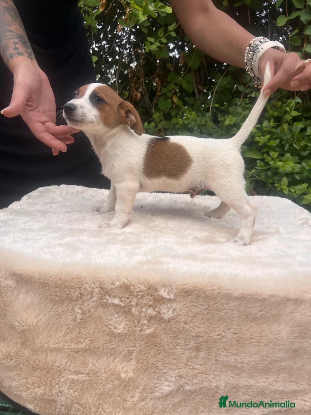 Jack Russell Terrier perros en venta: Jack Russell 500€ precio real  - Anuncio 11