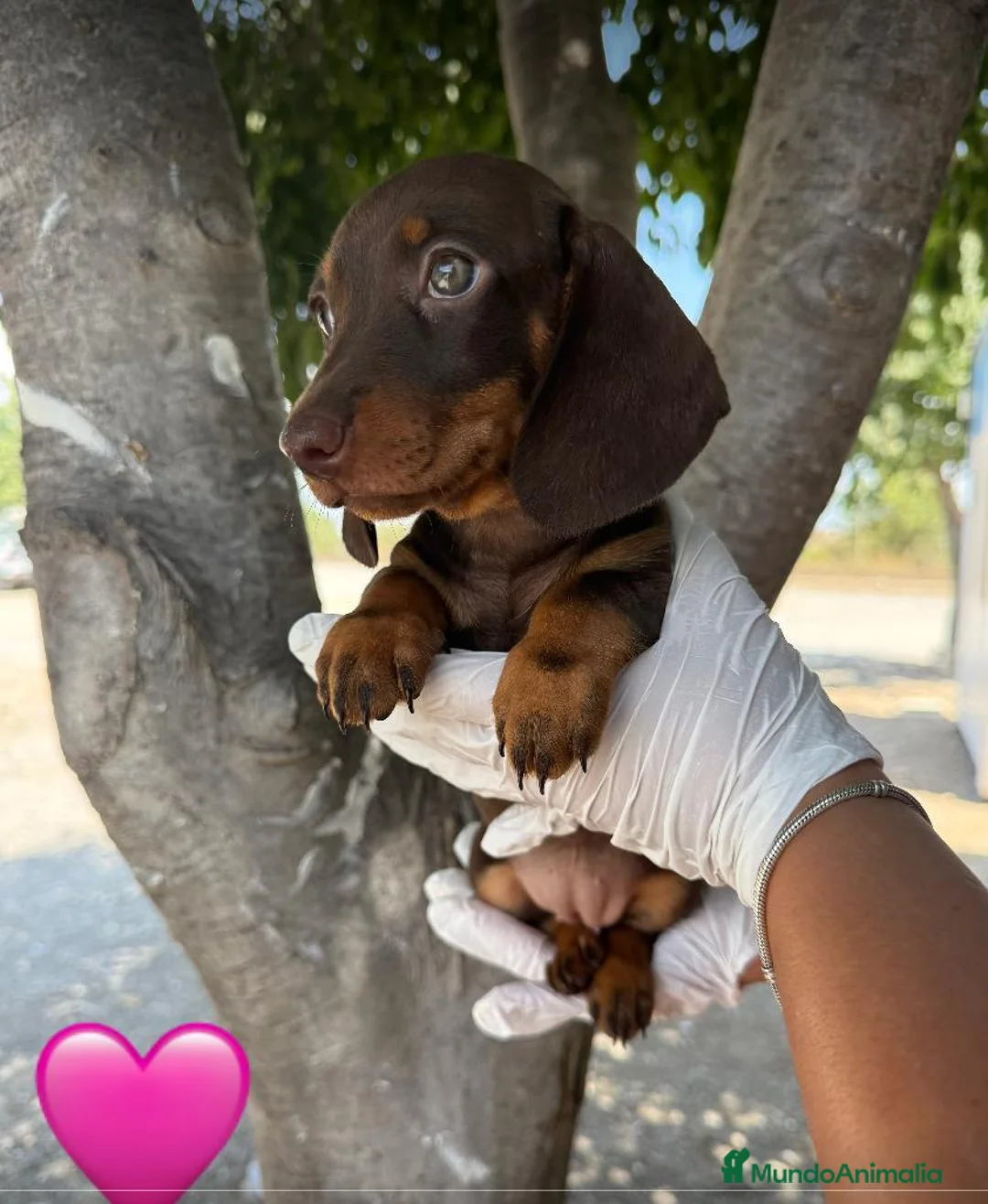 Teckel Miniatura perros en venta: TECKEL MINI HEMBRA 💖 - 2 DISPONIBLES - Anuncio 2