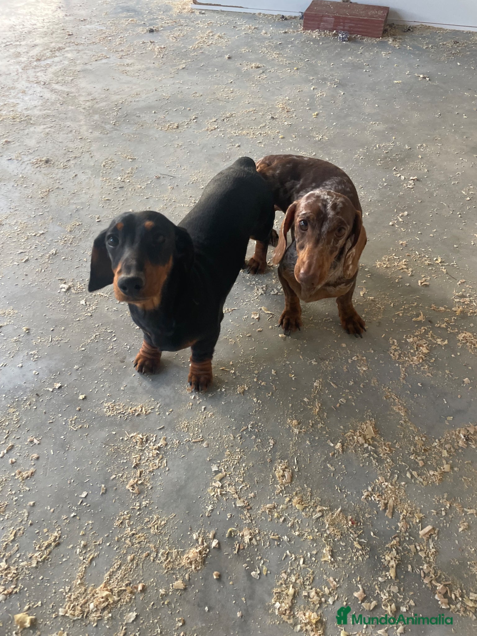 Teckel Miniatura perros para monta: Teckel kaninchen para monta arlequín  - Anuncio 8