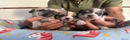 Chihuahua perros en venta: Cachorros chihuahua pelo corto - Anuncio 3