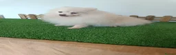 Pomerania perros en venta: Pomerania  - Anuncio 5