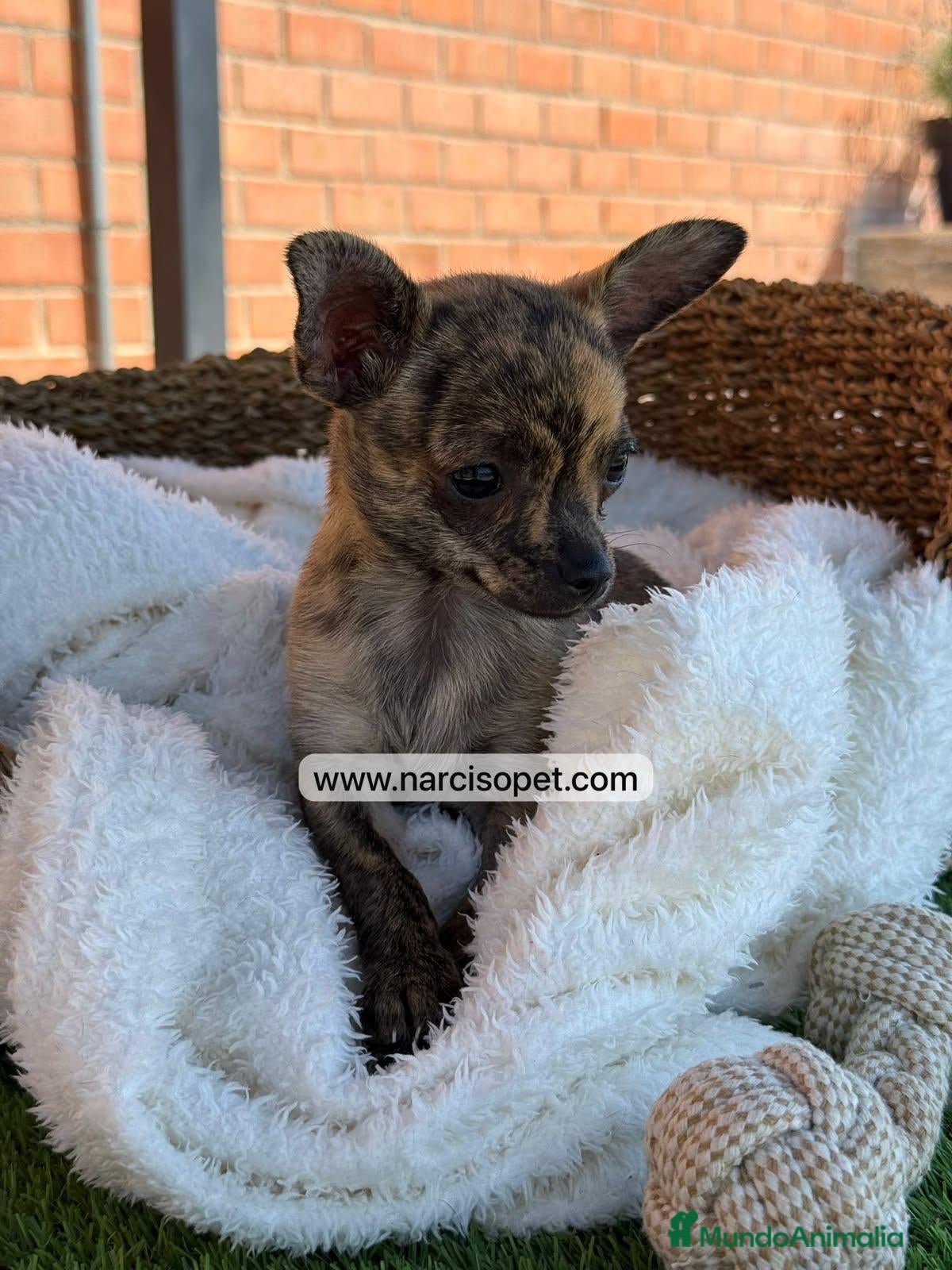 Chihuahua perros CHIHUAHUA TOY - Anuncio 5