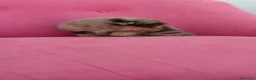 Pomerania perros en venta: Pomerania TOY Merle chocolate  - Anuncio 10