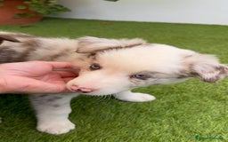 Border Collie perros en venta: BORDER COLLIE MACHO - Imagen 5