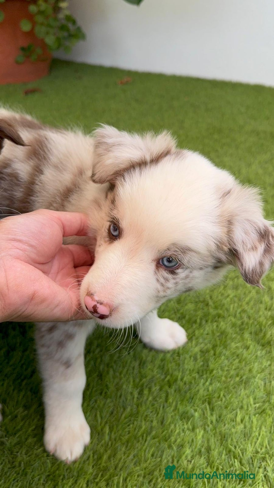 Border Collie perros en venta: BORDER COLLIE MACHO - Imagen 5