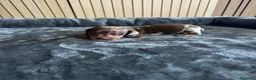 Teckel Miniatura perros en venta: Teckel miniatura chocolate y arlequín chocolate - Anuncio 5