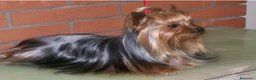 Yorkshire Terrier perros en venta: Yorkshire  - Anuncio 1