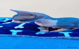 Sphynx gatos en venta: Precioso machito bicolor  - Imagen 3