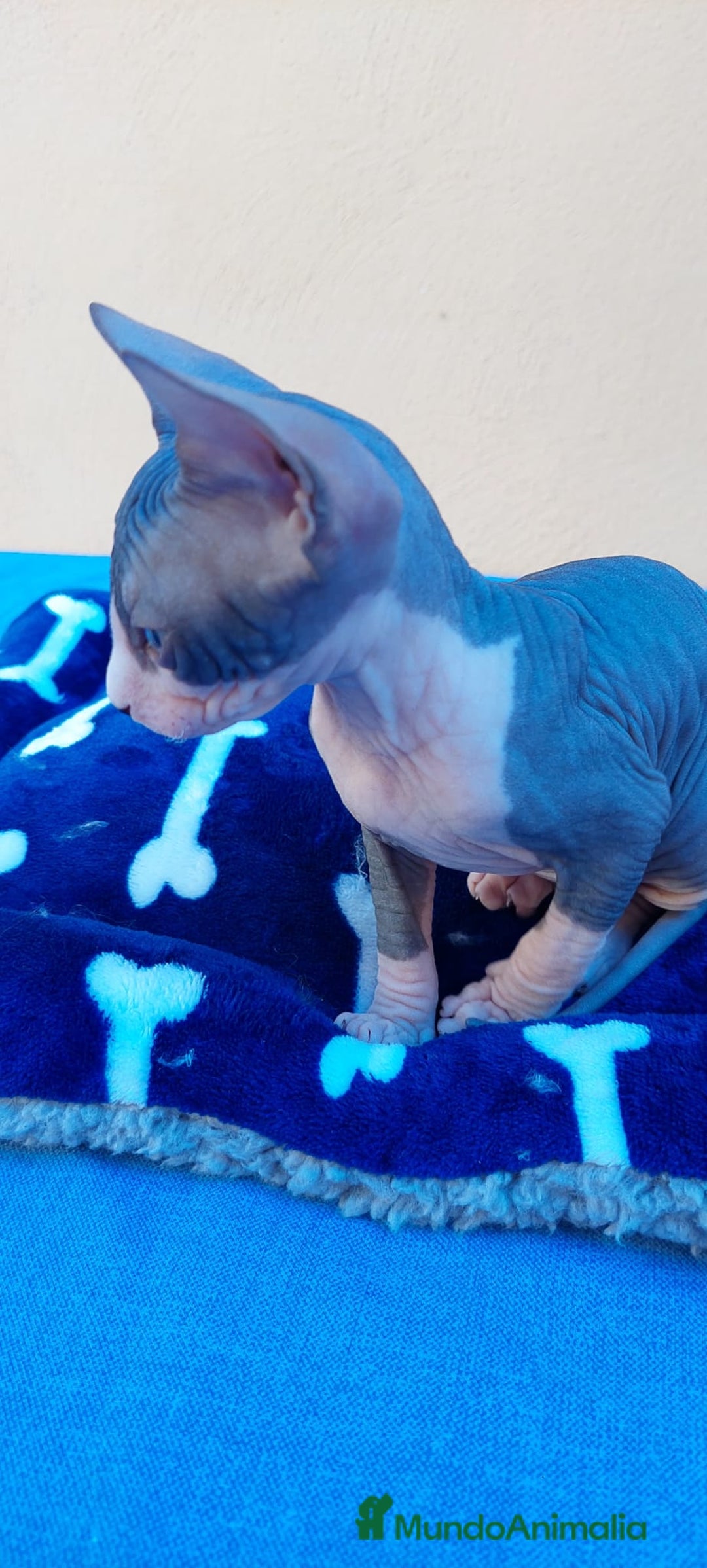 Sphynx gatos en venta: Precioso machito bicolor  - Imagen 3