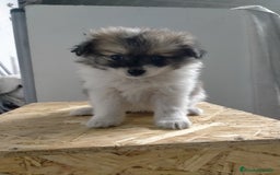 Pomerania perros en venta: Cachorritos de pomerania  - Imagen 3