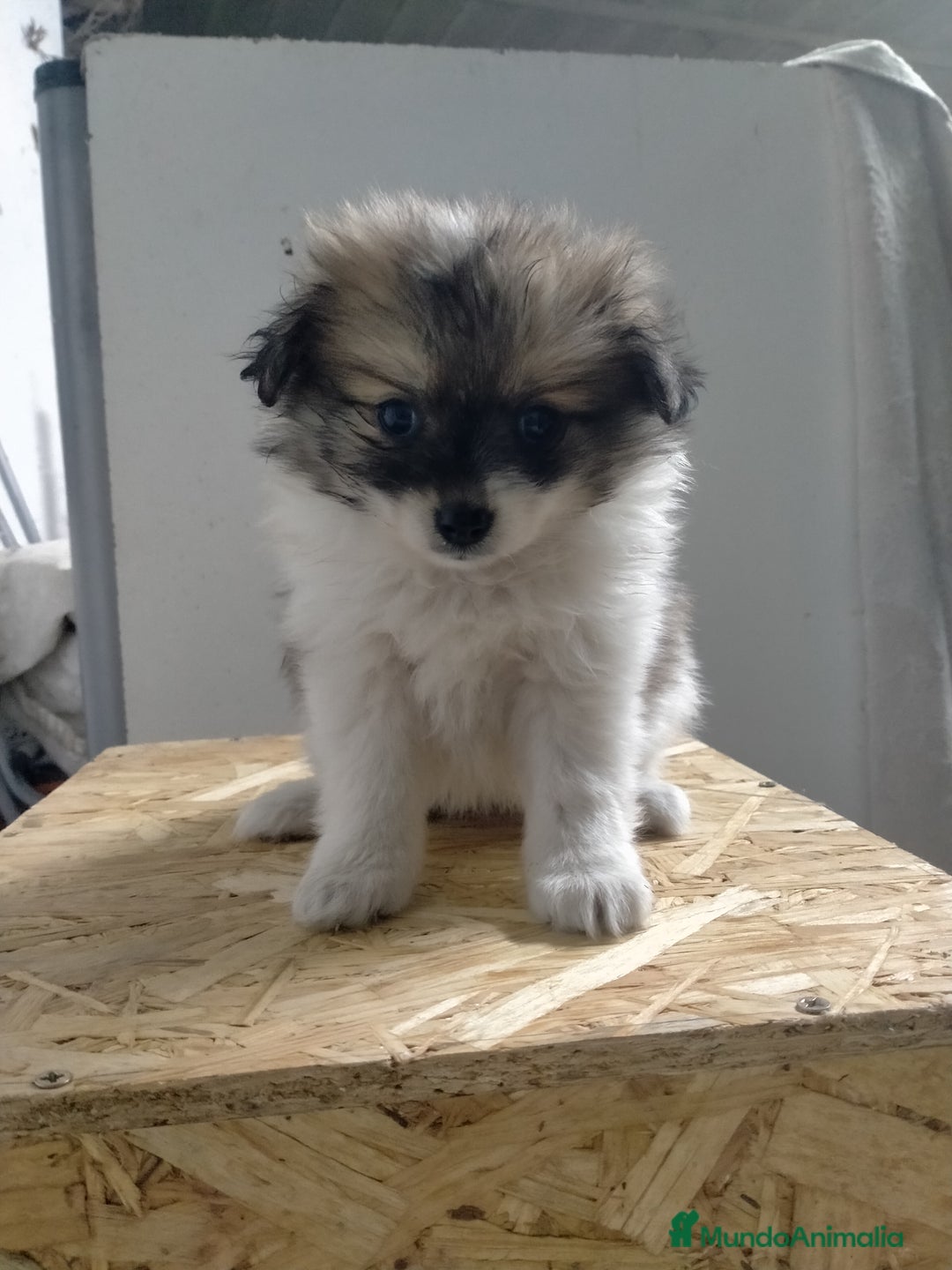 Pomerania perros en venta: Cachorritos de pomerania  - Imagen 3