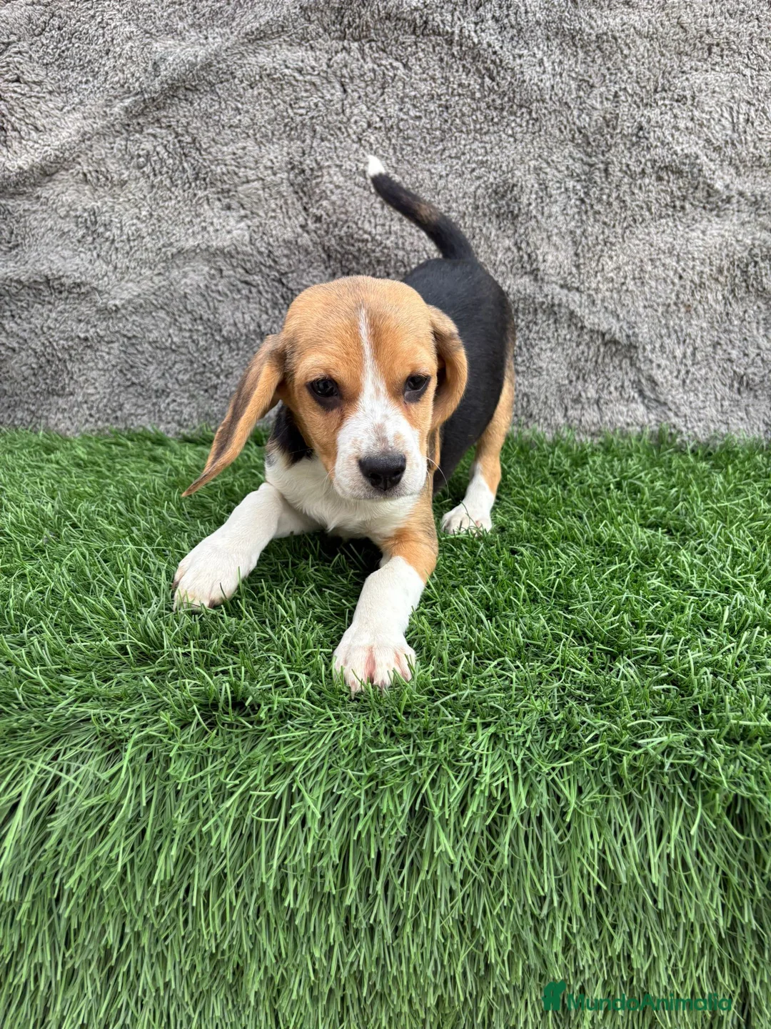 Beagle perros en venta: Precioso macho de Beagle  - Anuncio 9