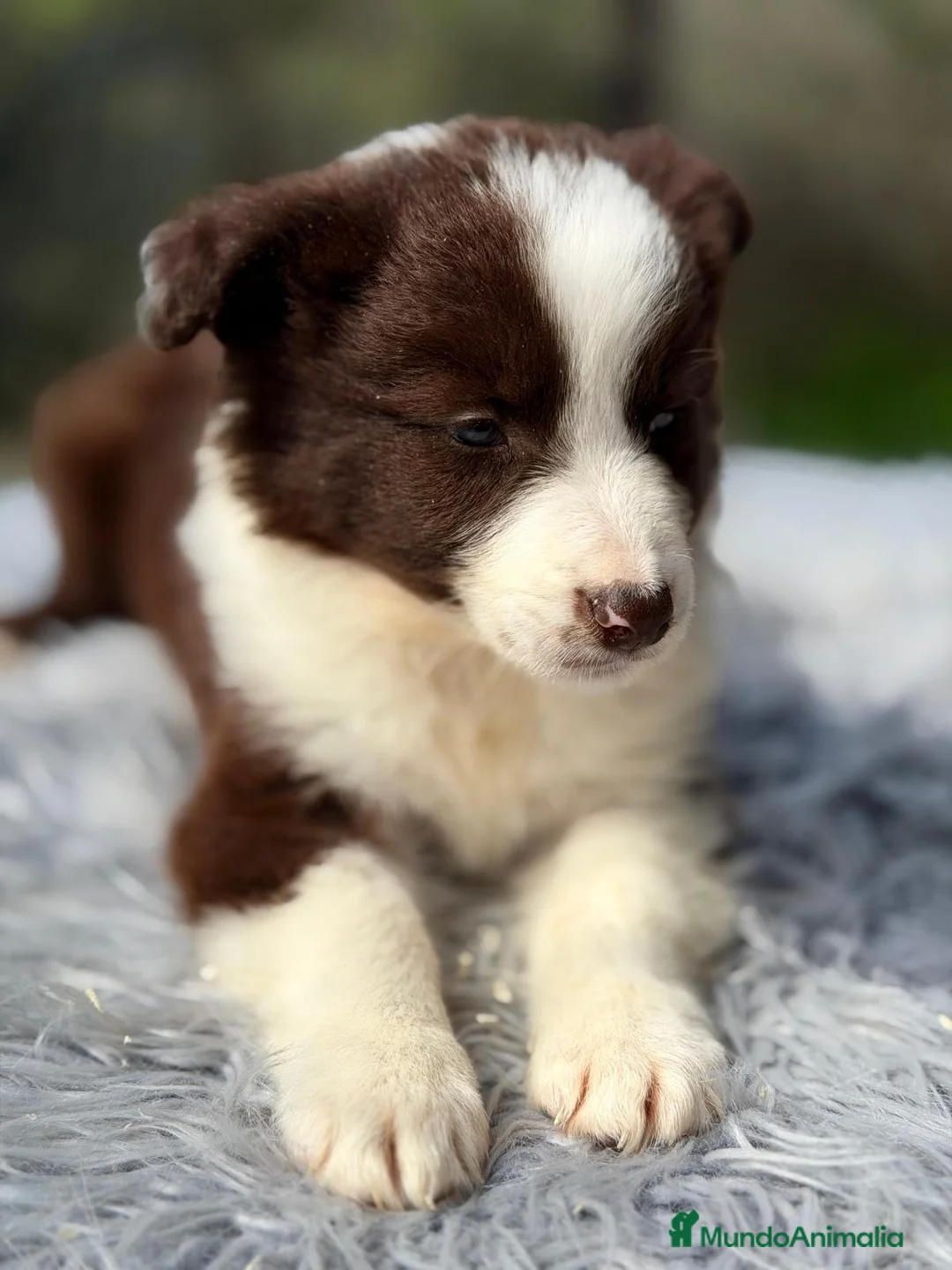 Border Collie perros en venta: BORDER COLLIE BLANCO Y CHOCOLATE MACHO - Anuncio 2