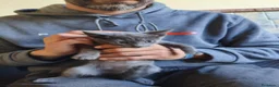 Azul Ruso gatos en venta: Azul rusa - Anuncio 2