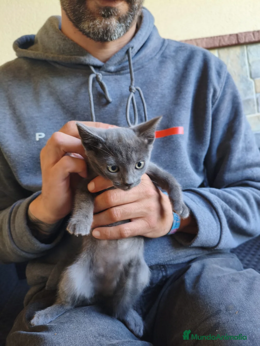 Azul Ruso gatos en venta: Azul rusa - Anuncio 2