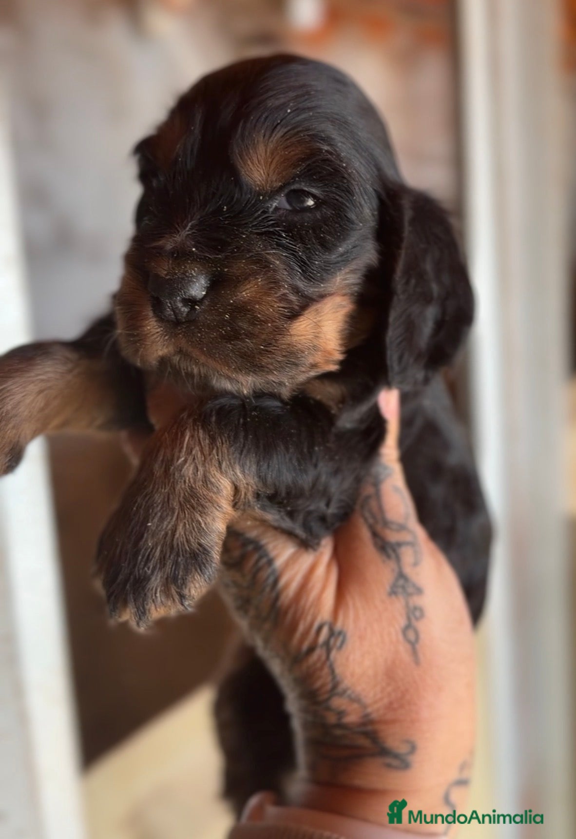 Cocker Spaniel Inglés perros Cocker negro fuego  - Anuncio 2