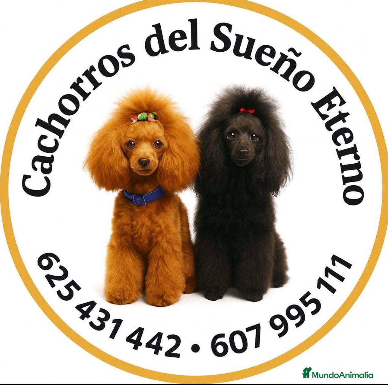 Teckel Miniatura perros Teckel mini - Anuncio 28