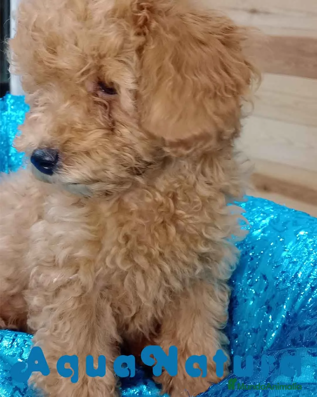 Caniche Enano perros en venta: Caniche Hembra de Camila y Can 6156 - AQUANATURA en Barcelona - Anuncio 4