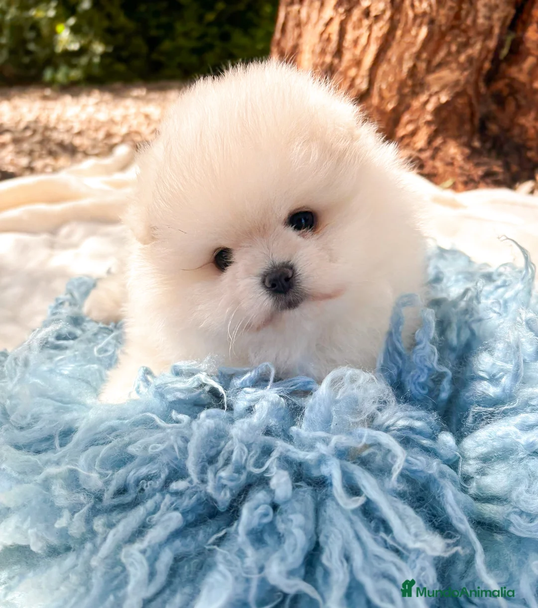 Pomerania perros en venta: Lulú de Pomerania - Anuncio 1
