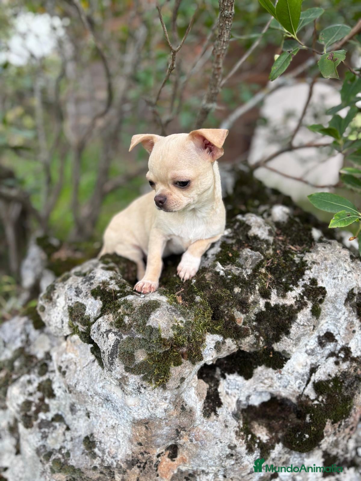 Chihuahua perros Chihuahua macho disponible  - Anuncio 5