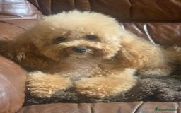 Caniche Toy perros en venta: Caniches toys en bilbao - Imagen 4