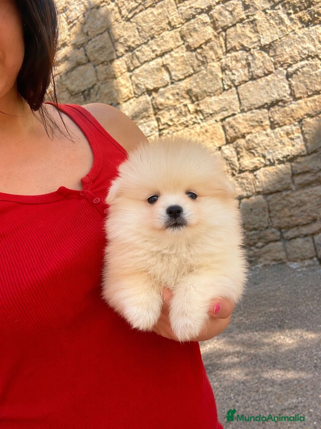Pomerania perros Pomerania mini toy  - Anuncio 6