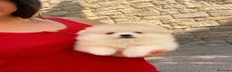 Pomerania perros en venta: Pomerania crema toy - Anuncio 4