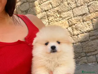 Pomerania perros Pomerania mini toy - Anuncio 6